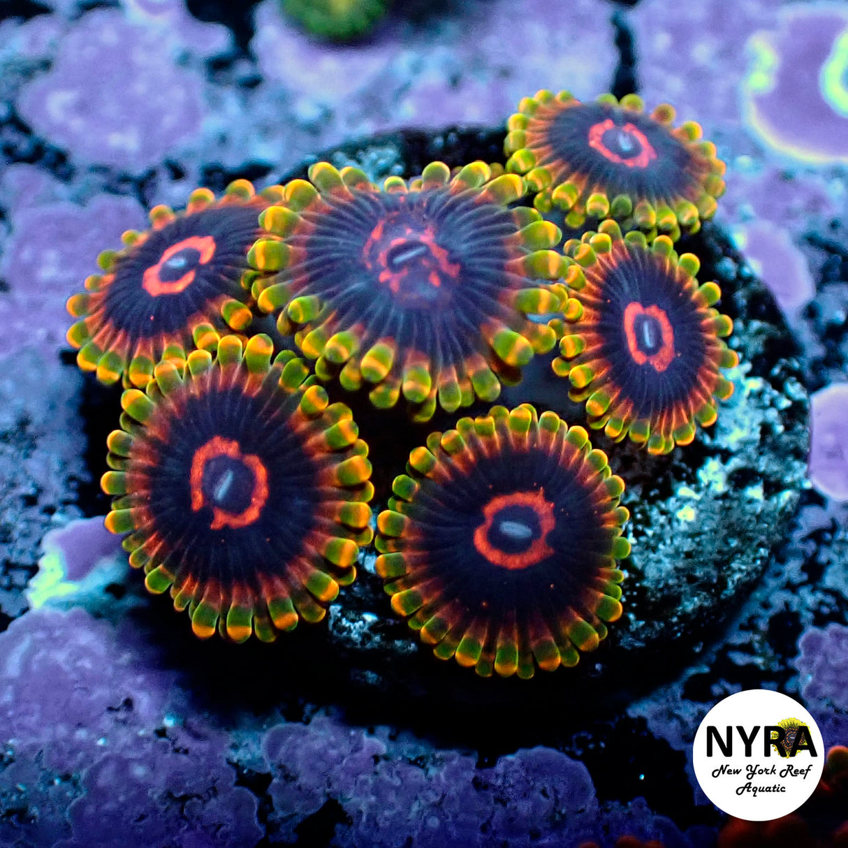 Oct Coral Drop WYSIWYG I RSB Mind Trick 85