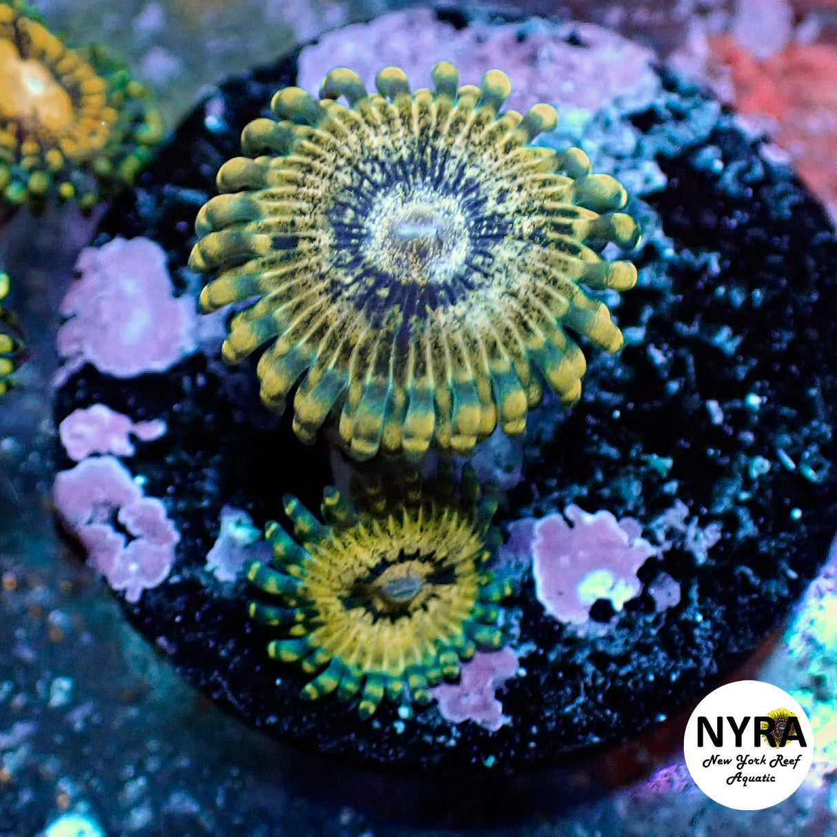 Oct Coral Drop WYSIWYG I RSB NYRA Titan Krak 30