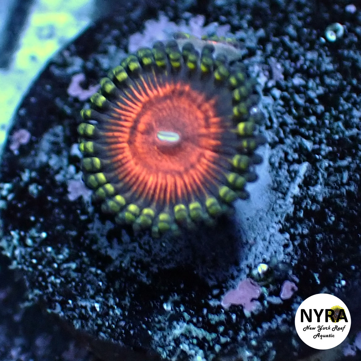 Oct Coral Drop WYSIWYG I RSB Night Crawler 15