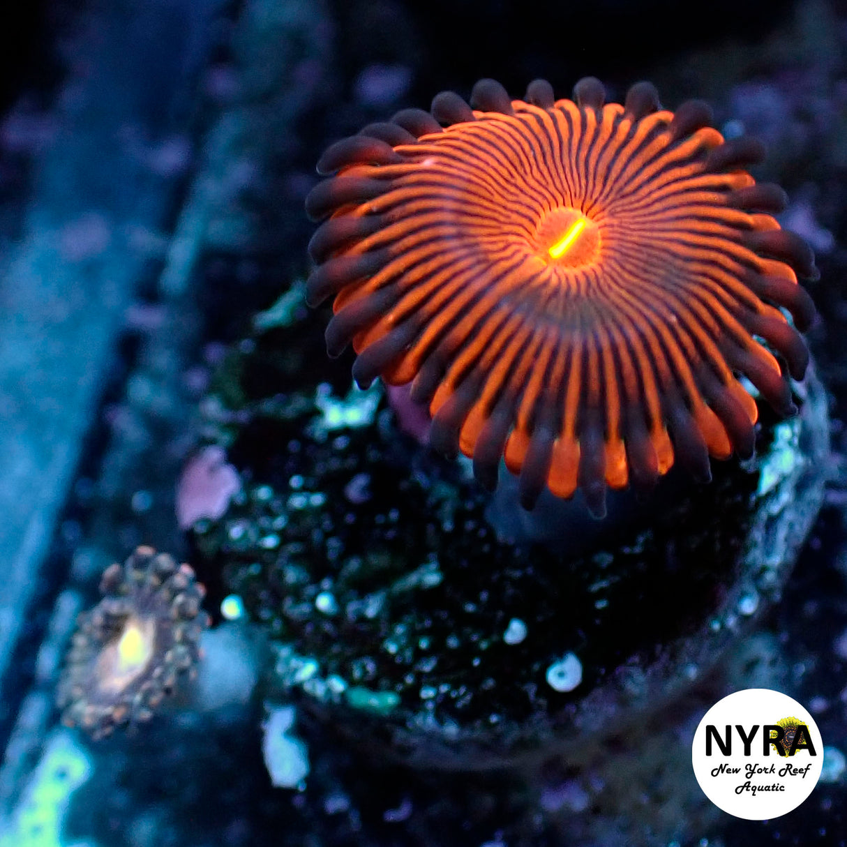 Oct Coral Drop WYSIWYG I RSB Orange PPE 15
