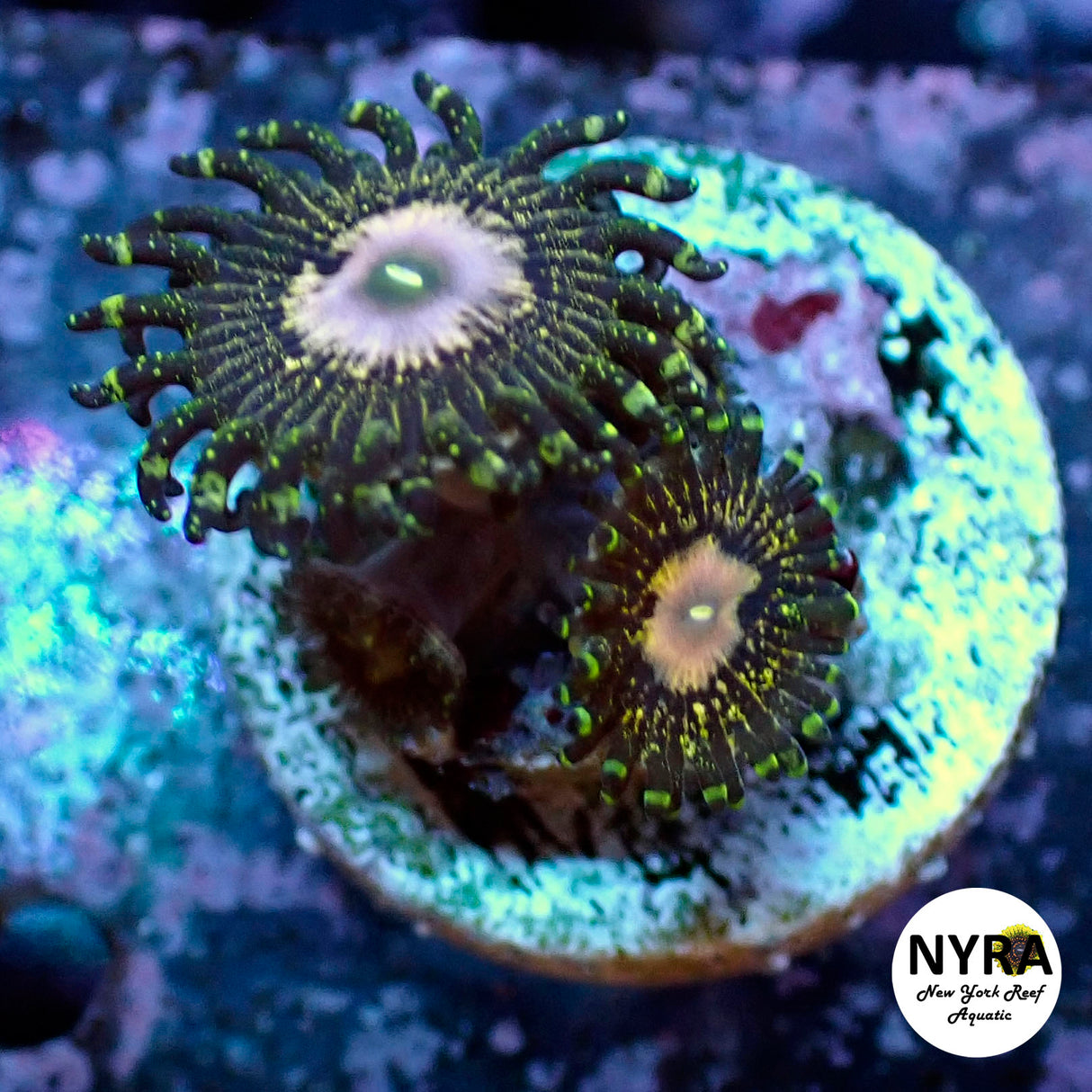Oct Coral Drop WYSIWYG I RSB Peacock 25