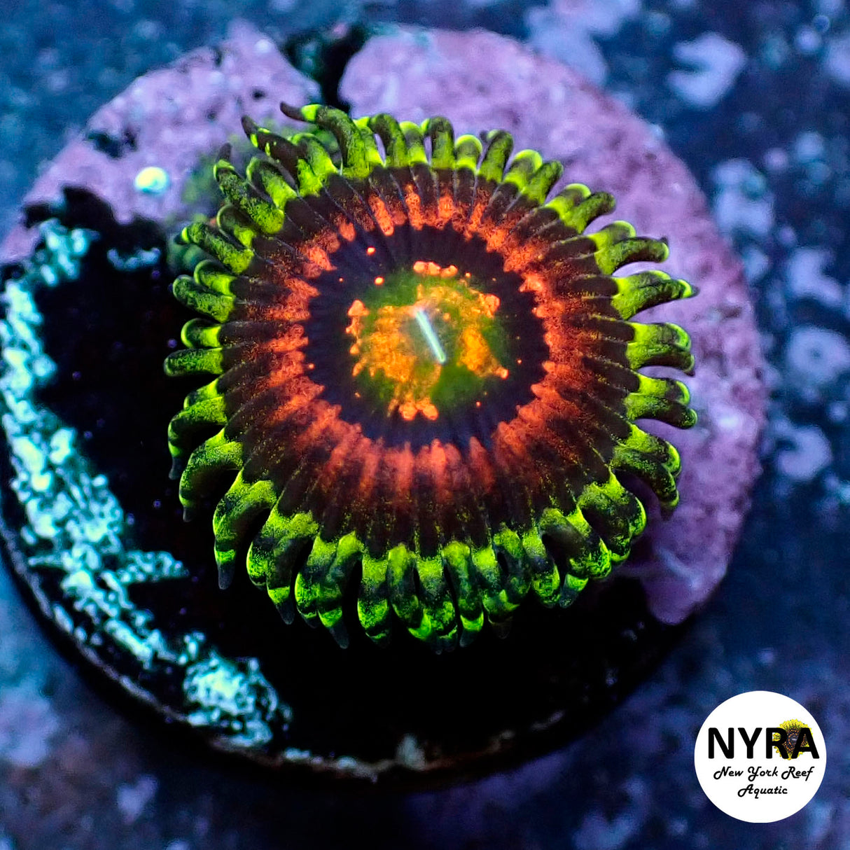 Oct Coral Drop WYSIWYG I RSB Rainbow Incinerator 15