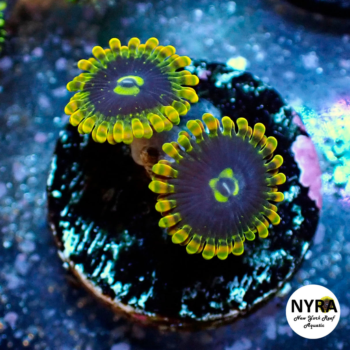 Oct Coral Drop WYSIWYG I RSB Yoda 30