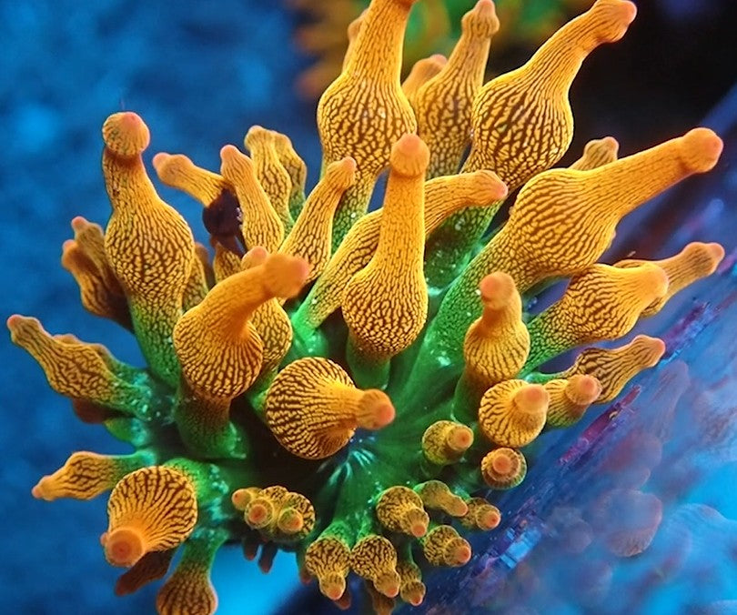 Rainbow Bubble Tip Anemone (L size)