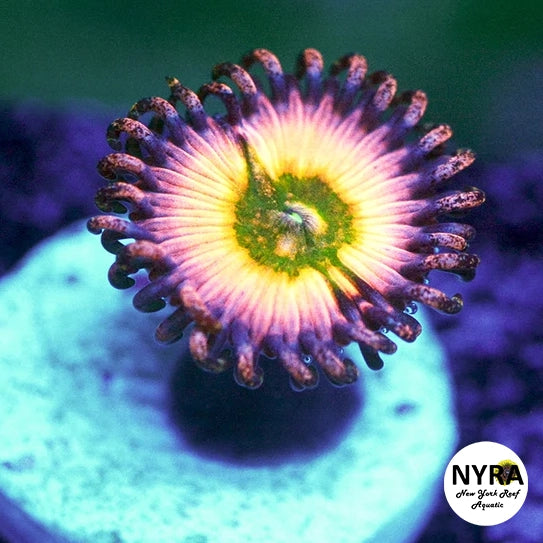 Rainbow Infusion Vampire Zoanthids