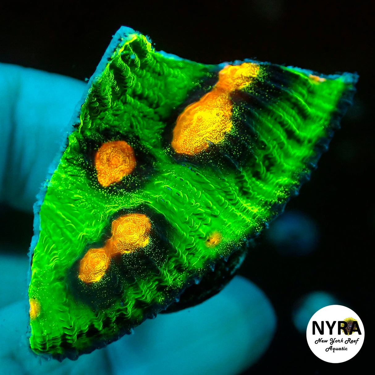 Raja Rampage Chalice