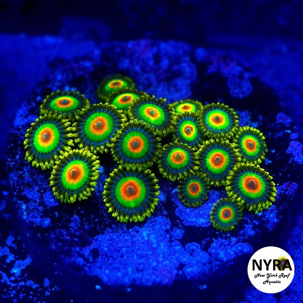 Rasta Zoanthids 3-5 Polyp Frag