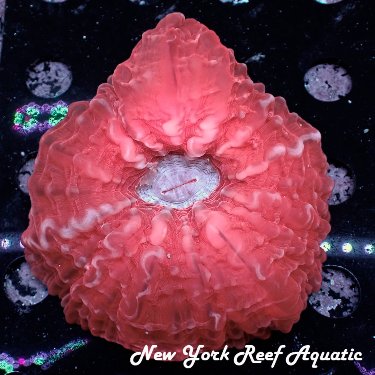 WYSIWYG Red Cynaria