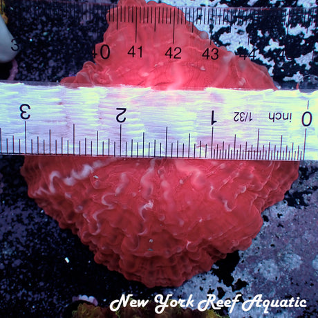 WYSIWYG Red Cynaria