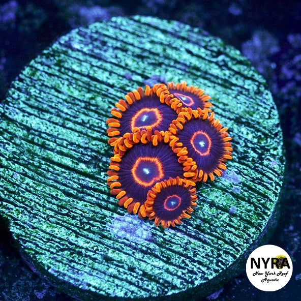 Red Hornet Zoanthids - 2-4 Polyps Frag