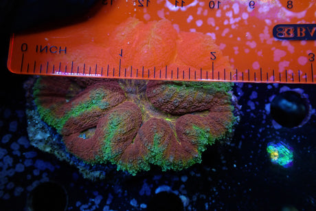 WYSIWYG Red Orange Green Symphyllia