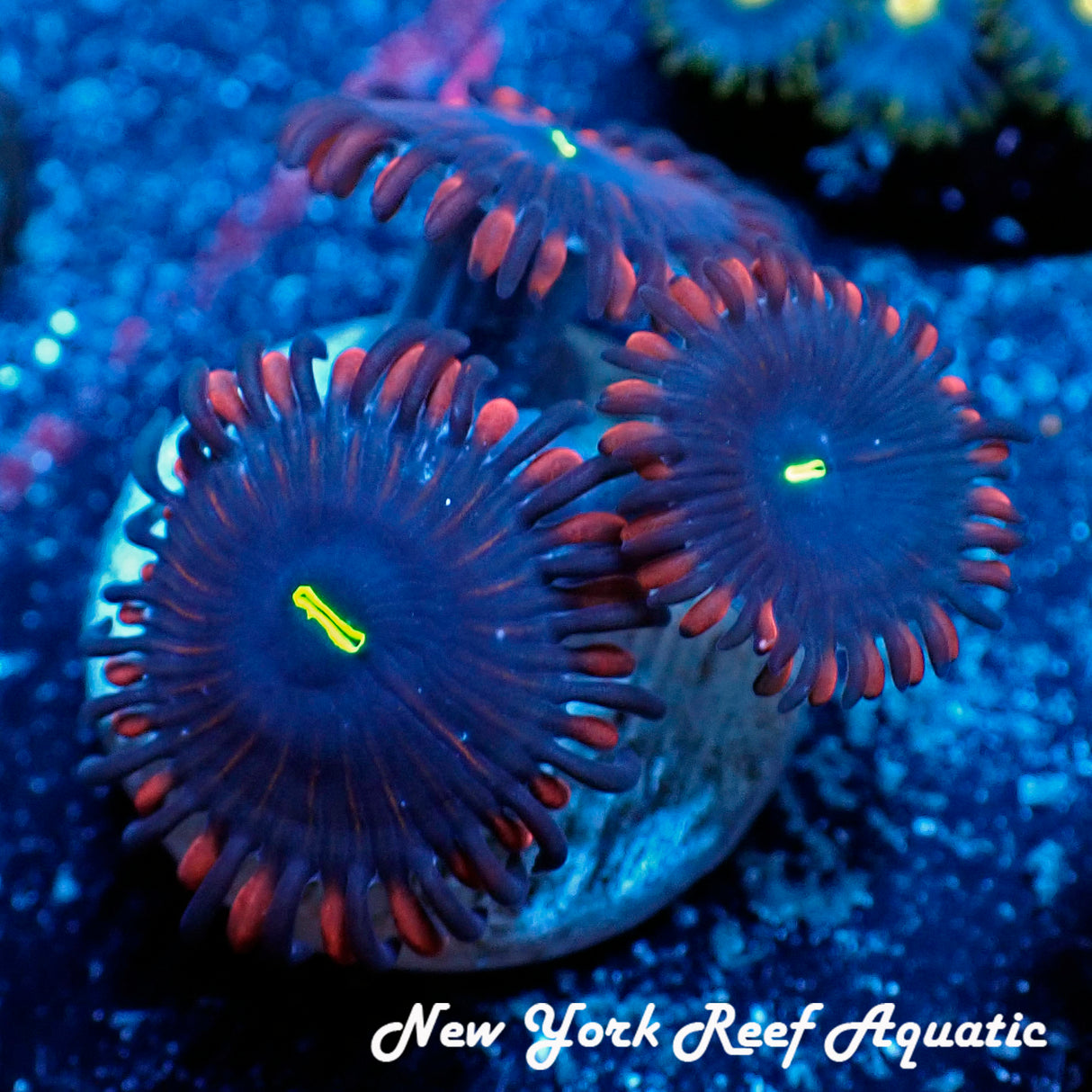 Red People Eater Zoanthid 2-3 Polyps Frag