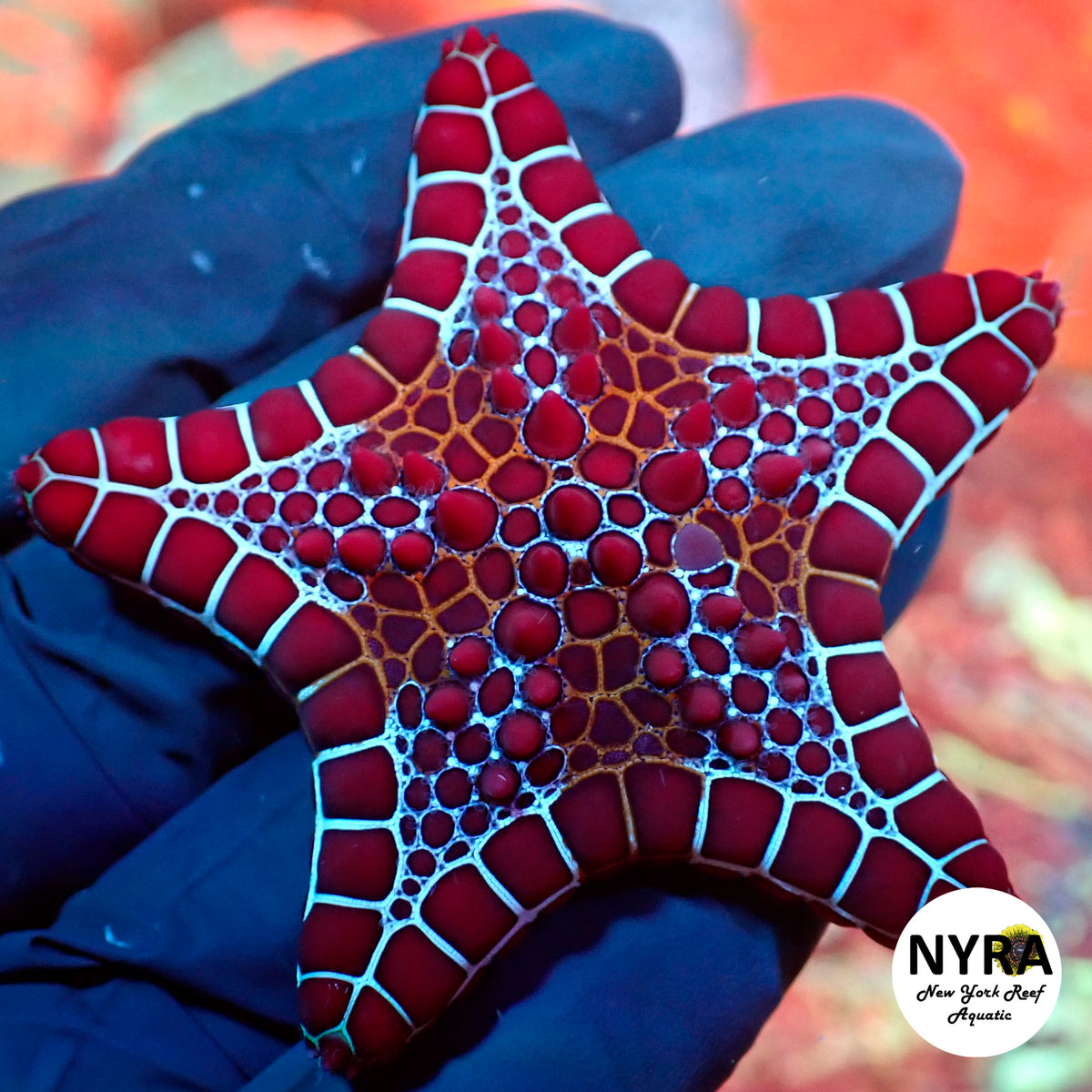 Red Sea Biscuit Starfish 4-5in (L Size)