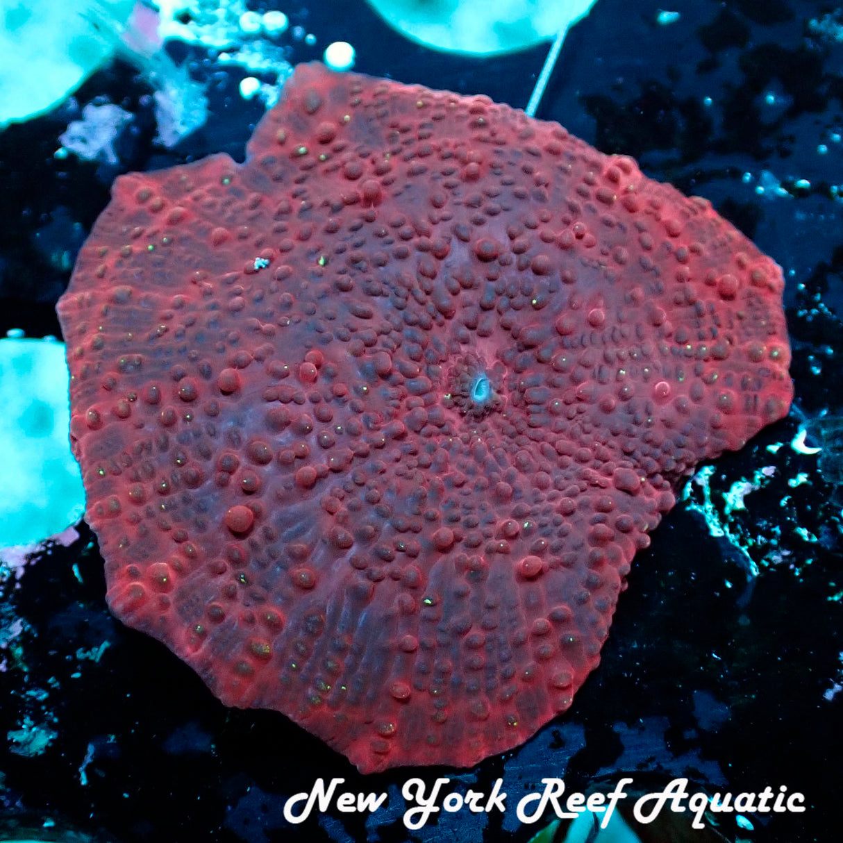 Red Stellar Disco Mushroom