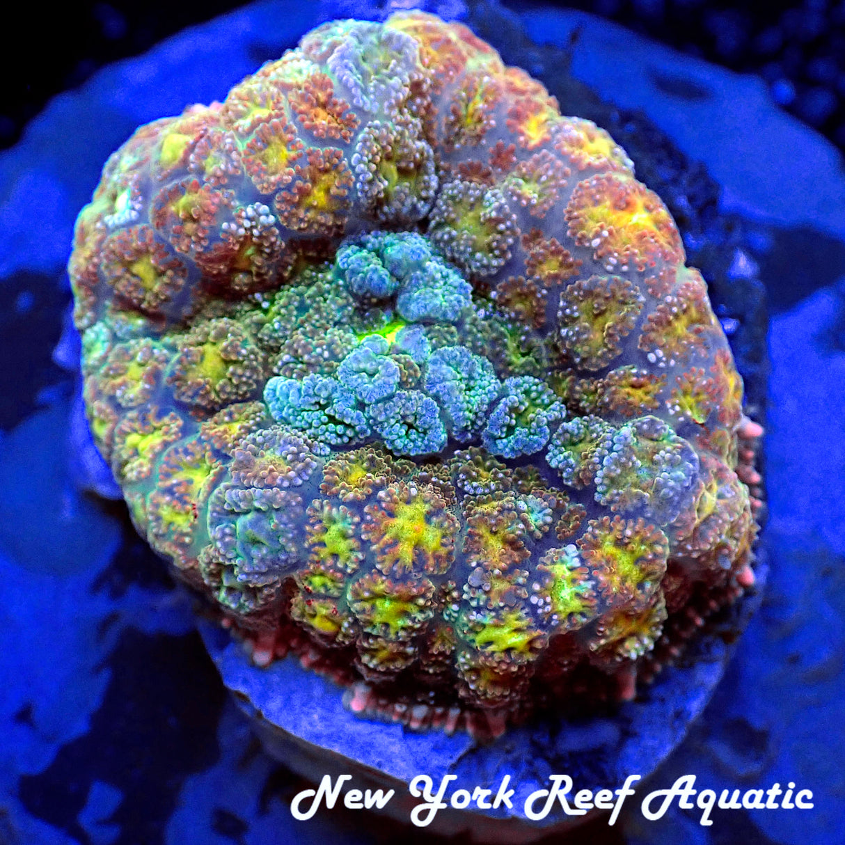 WYSIWYG Rhodactis Supreme 1.5in
