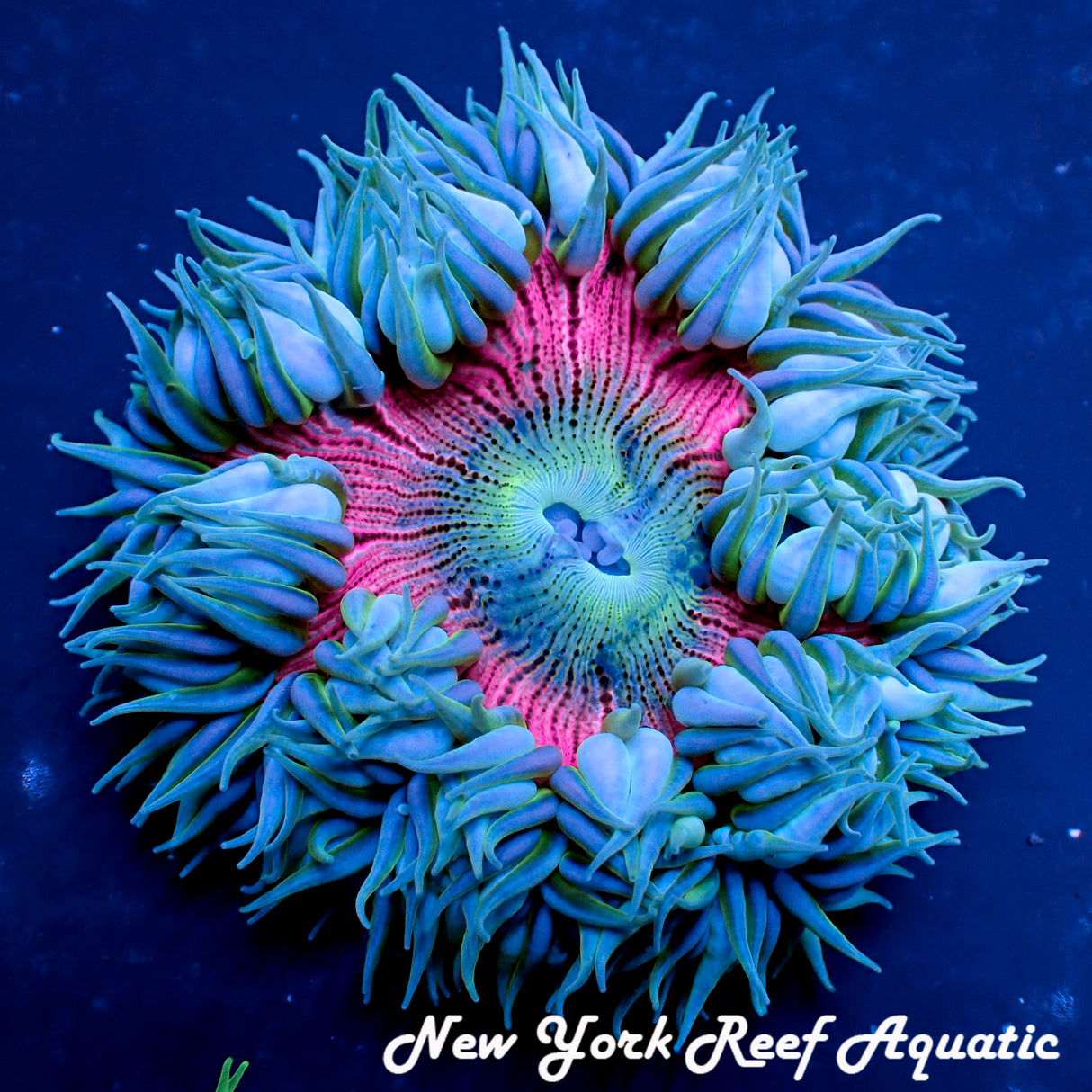 WYSIWYG  Rock Flower Anemone Grade A (Blue pink) (~2-2.5 inch)