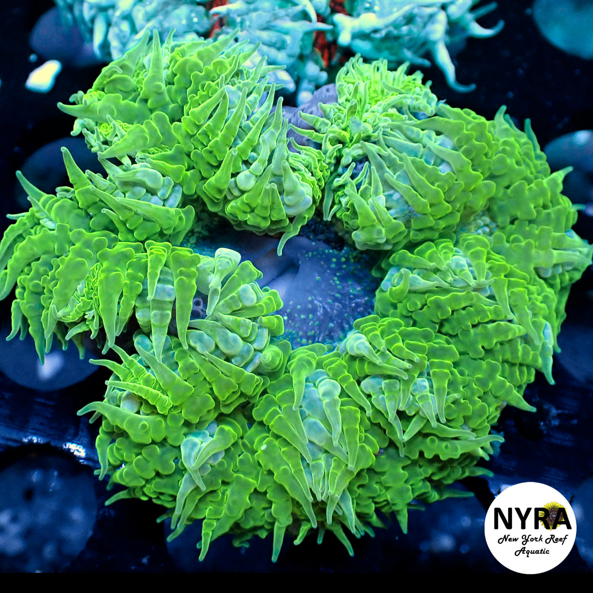 XL Ultra Rock Flower Anemone Blue with Neon Green Lash
