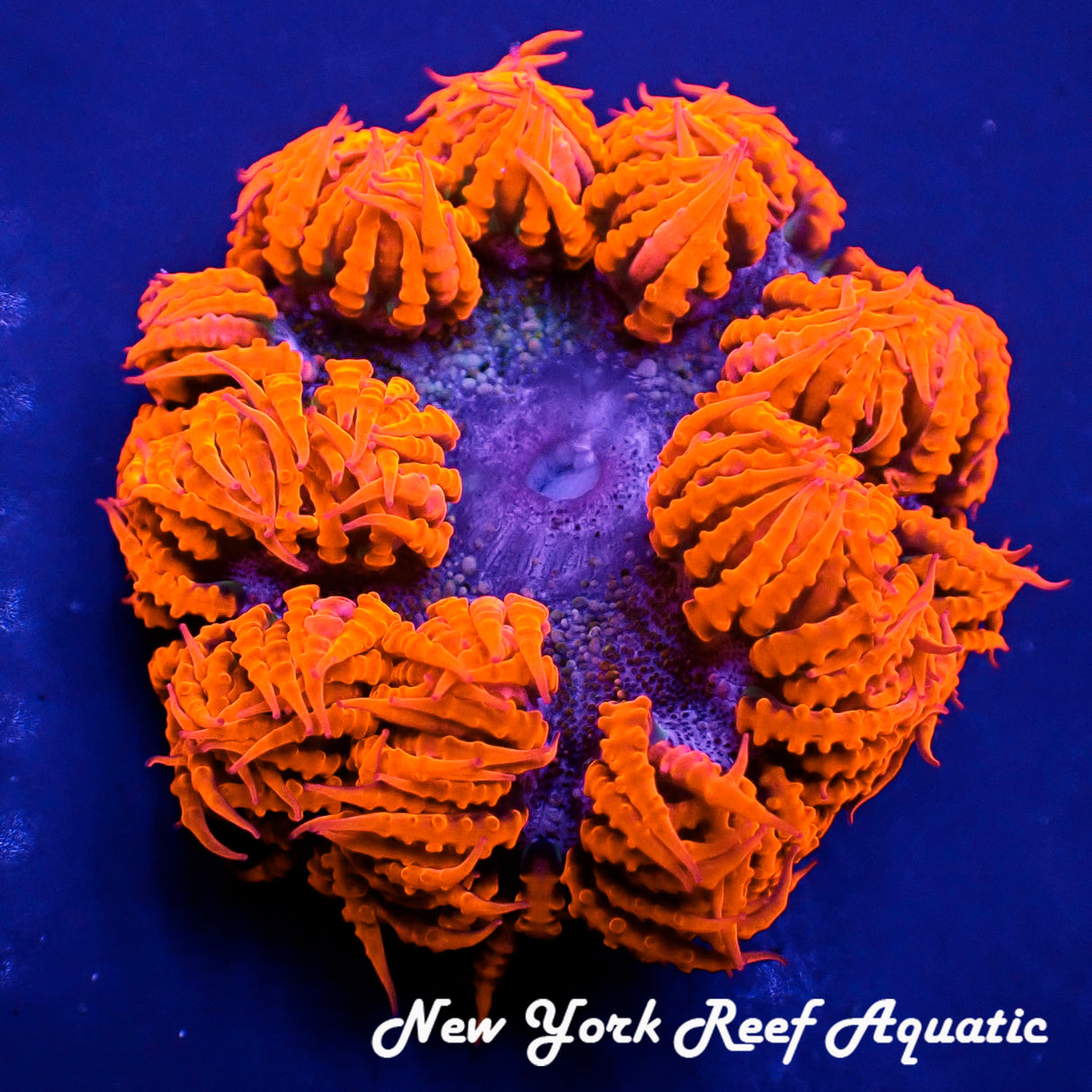 WYSIWYG  Rock Flower Anemone Grade A (Orange Blue) (~2-2.5 inch)