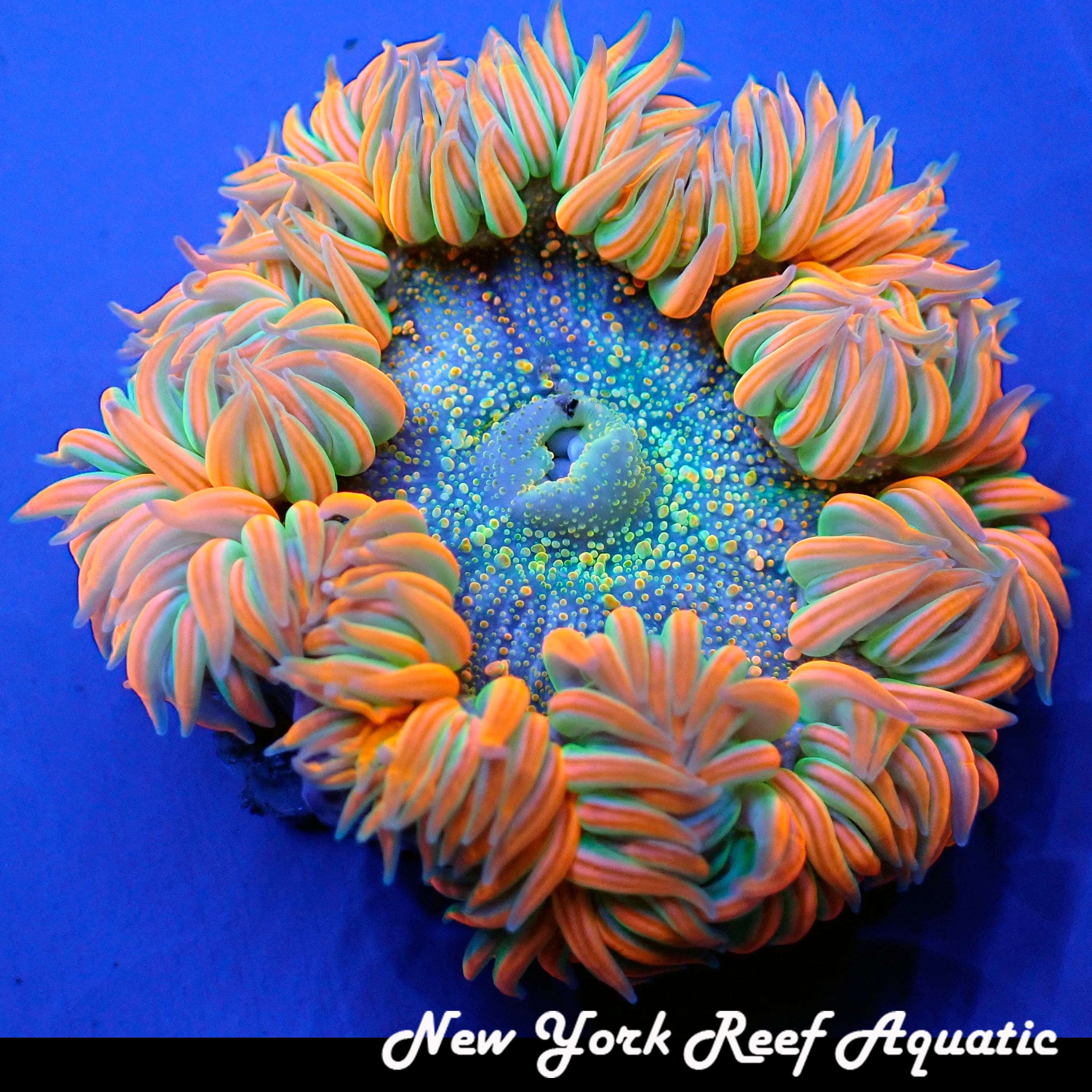 Colorado Sunburst Anemone 01 – Black Label Aquatics