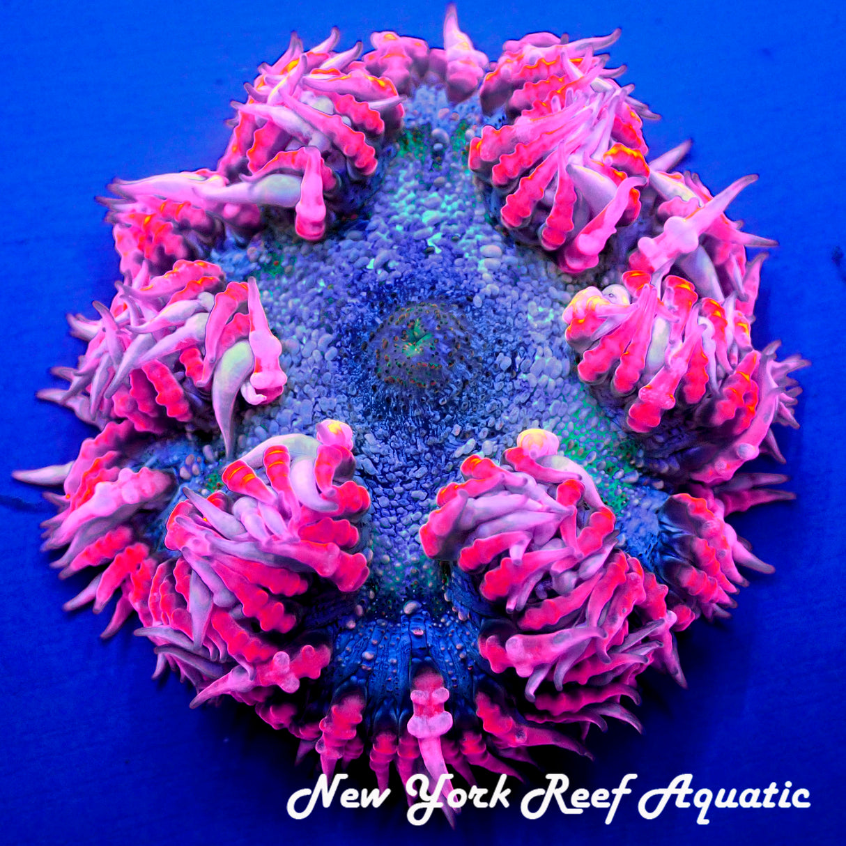 WYSIWYG  Rock Flower Anemone Grade A (Pink_A2) (XL ~2 inch)