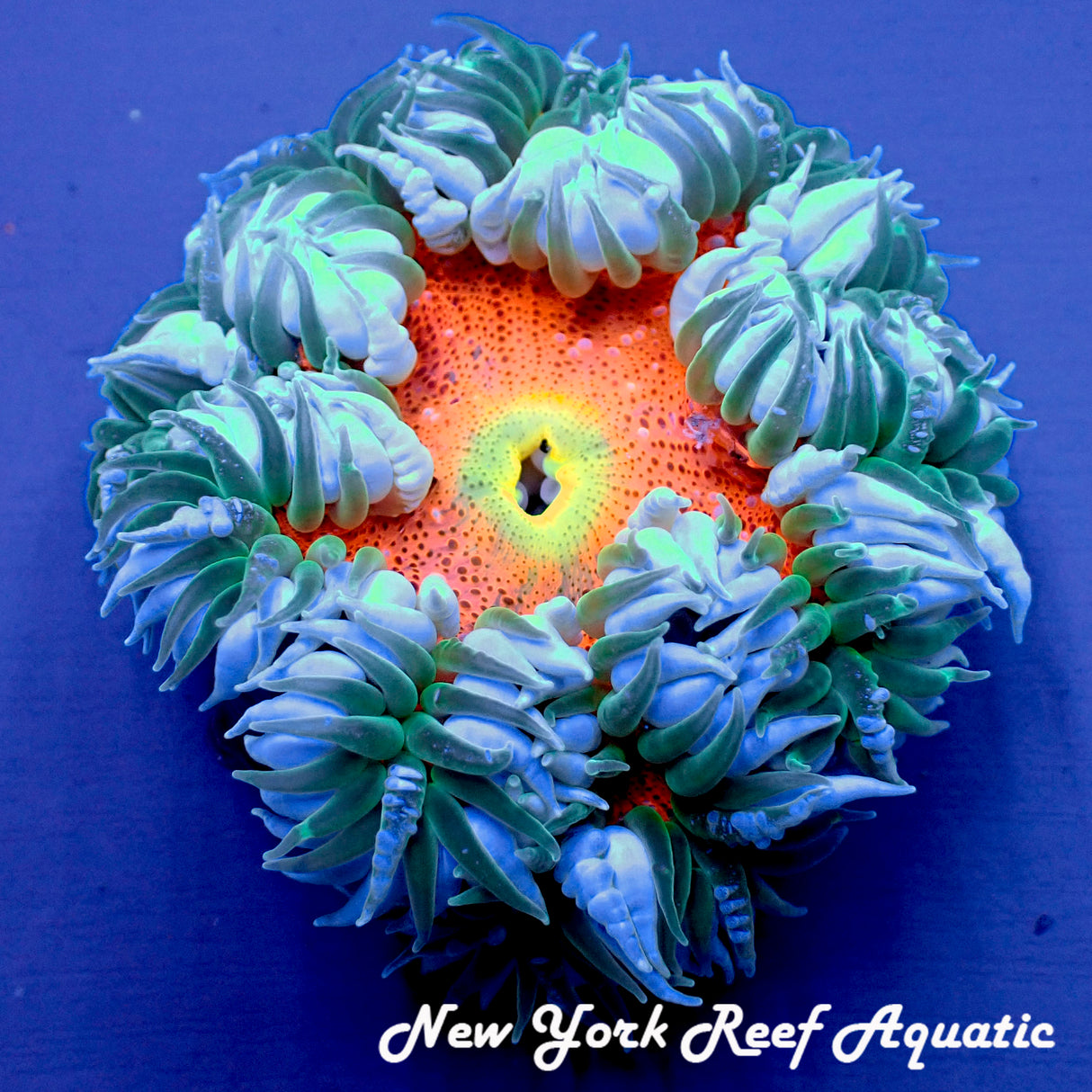 WYSIWYG Rock Flower Anemone Grade B (Orange_B2) (XL ~2inch)