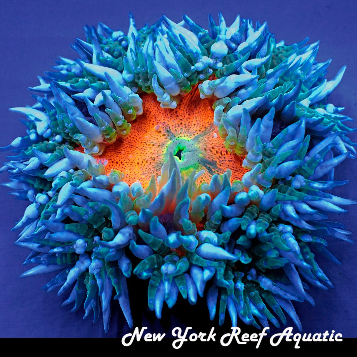 WYSIWYG Rock Flower Anemone Grade B (Orange_B3) (XL ~2inch)