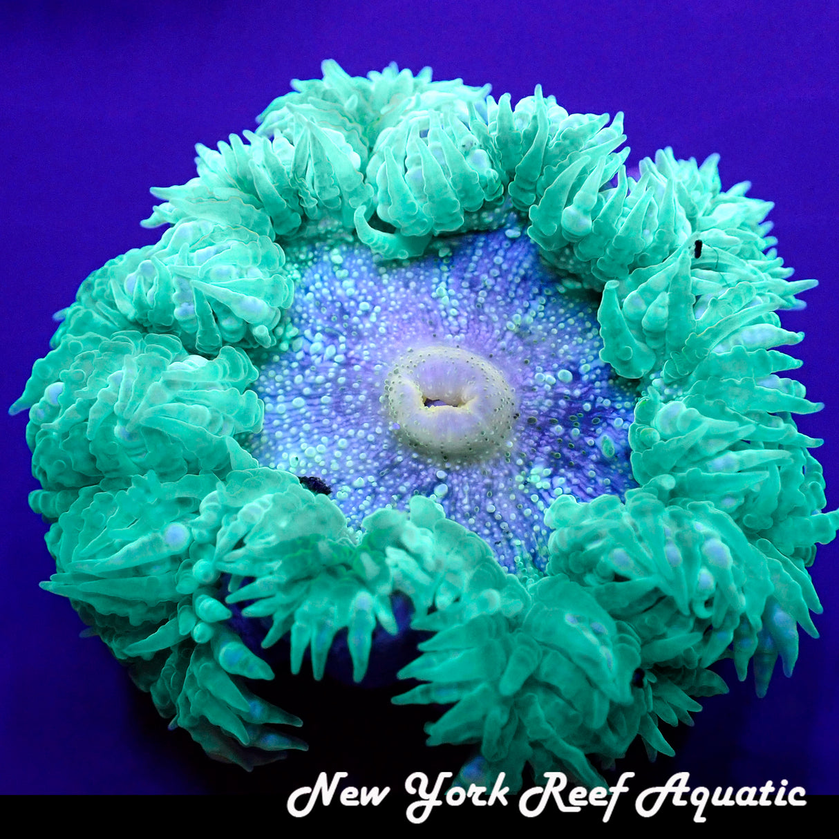 WYSIWYG Rock Flower Anemone Green B (XL ~2inch)