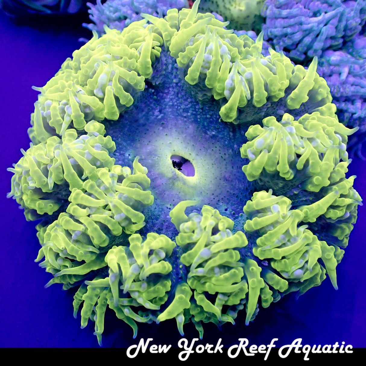 WYSIWYG Rock Flower Anemone Green C (XL ~2inch)