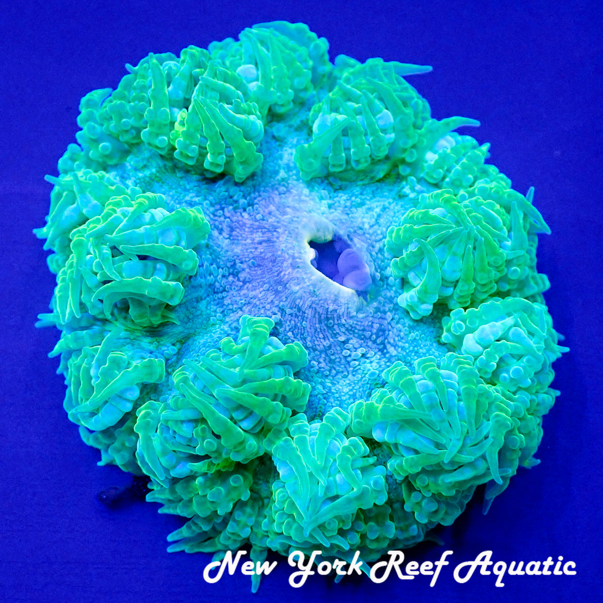 WYSIWYG Rock Flower Anemone Green E (XL ~2inch)