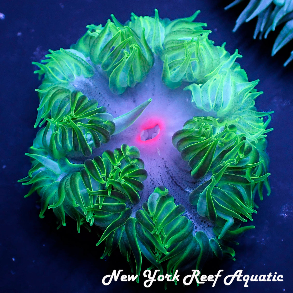 WYSIWYG  Rock Flower Anemone Grade A (Green pink) (~2-2.5 inch)