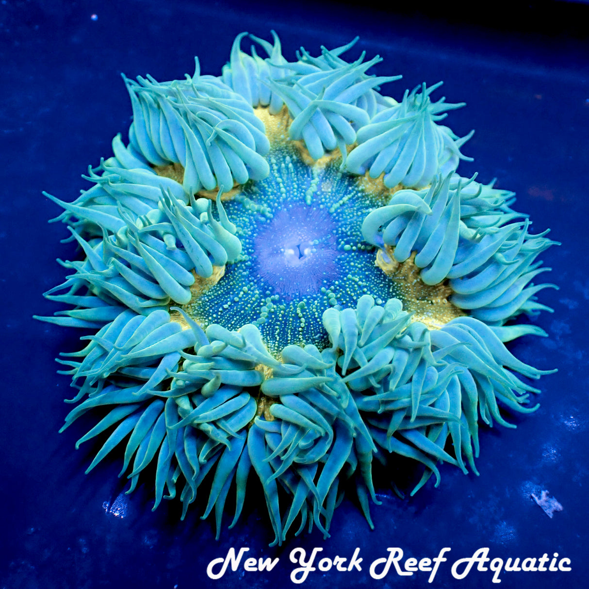 WYSIWYG  Rock Flower Anemone Grade A (Green yellow) (~2-2.5 inch)