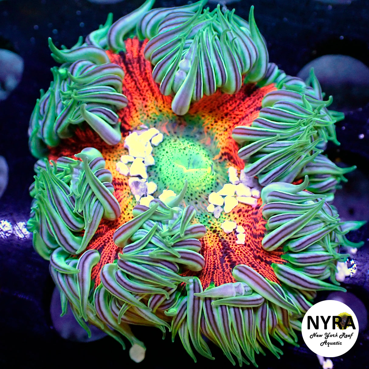 XL Ultra Rock Flower Anemone Orange Multi with Green Lash