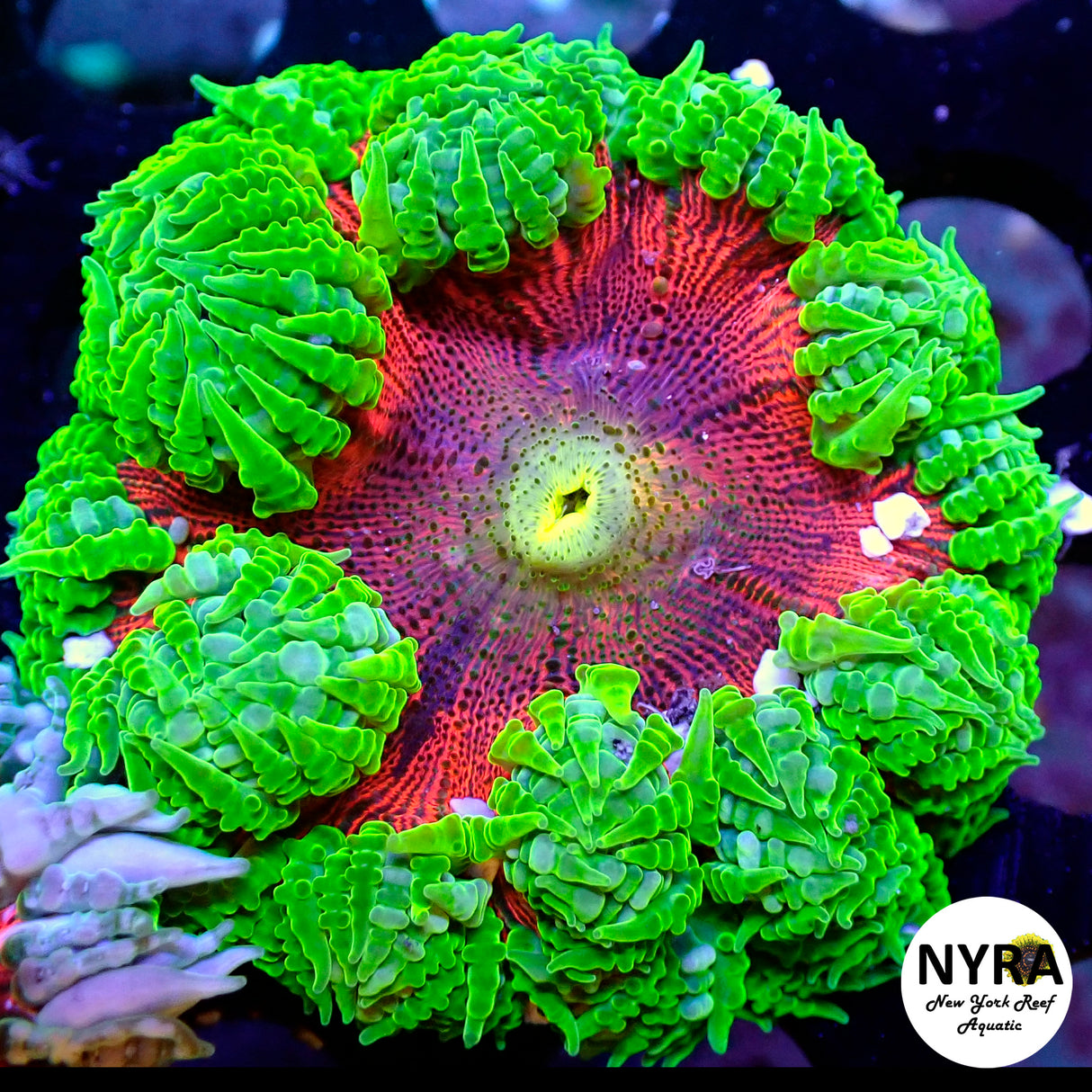 XL Ultra Rock Flower Anemone Orange Multi with Neon Green Lash