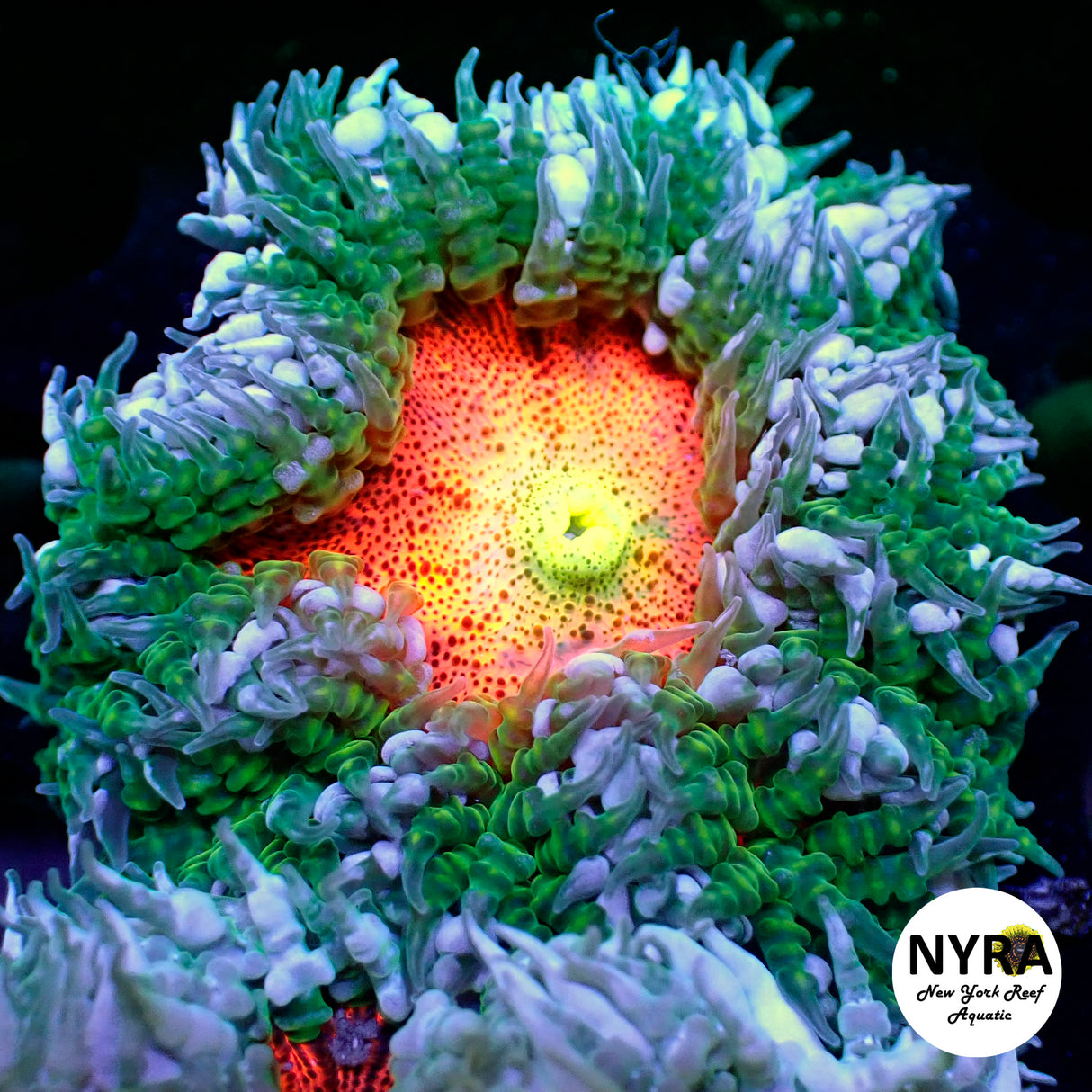 XL Ultra Rock Flower Anemone Orange with Green Lash