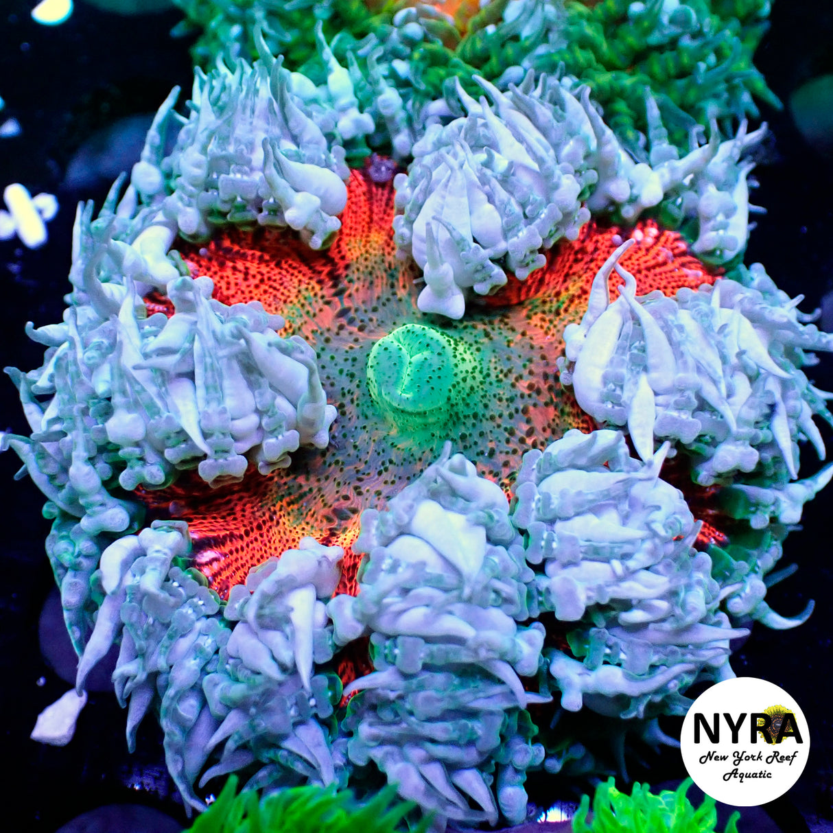 XL Ultra Rock Flower Anemone Orange with Grey Lash