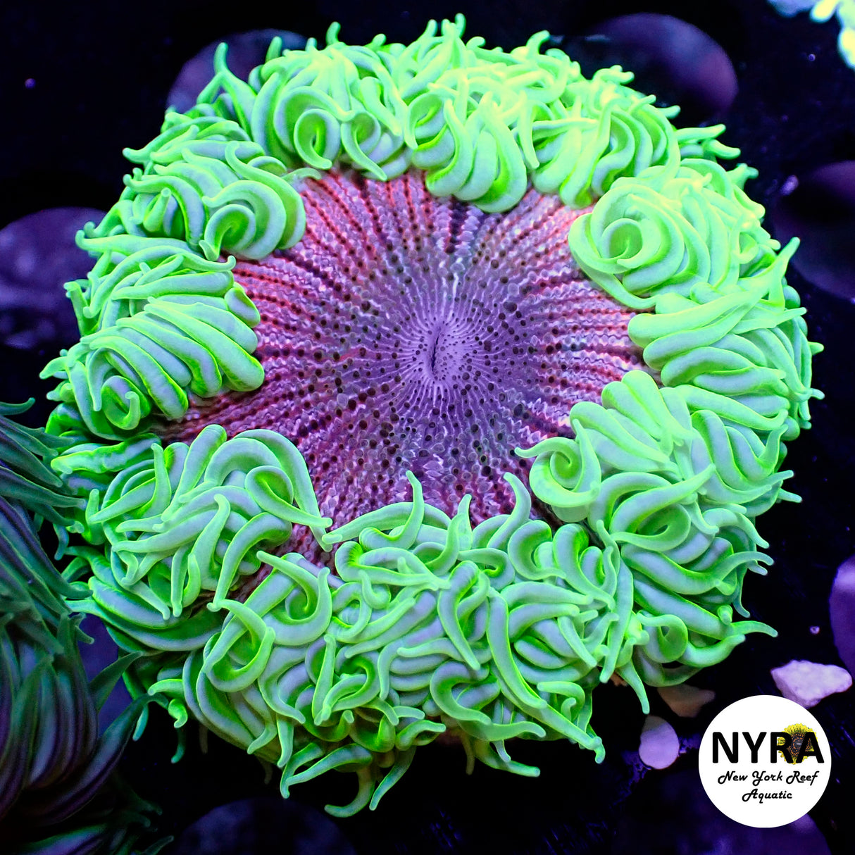 XL Ultra Rock Flower Anemone Purple Joker (Last One)