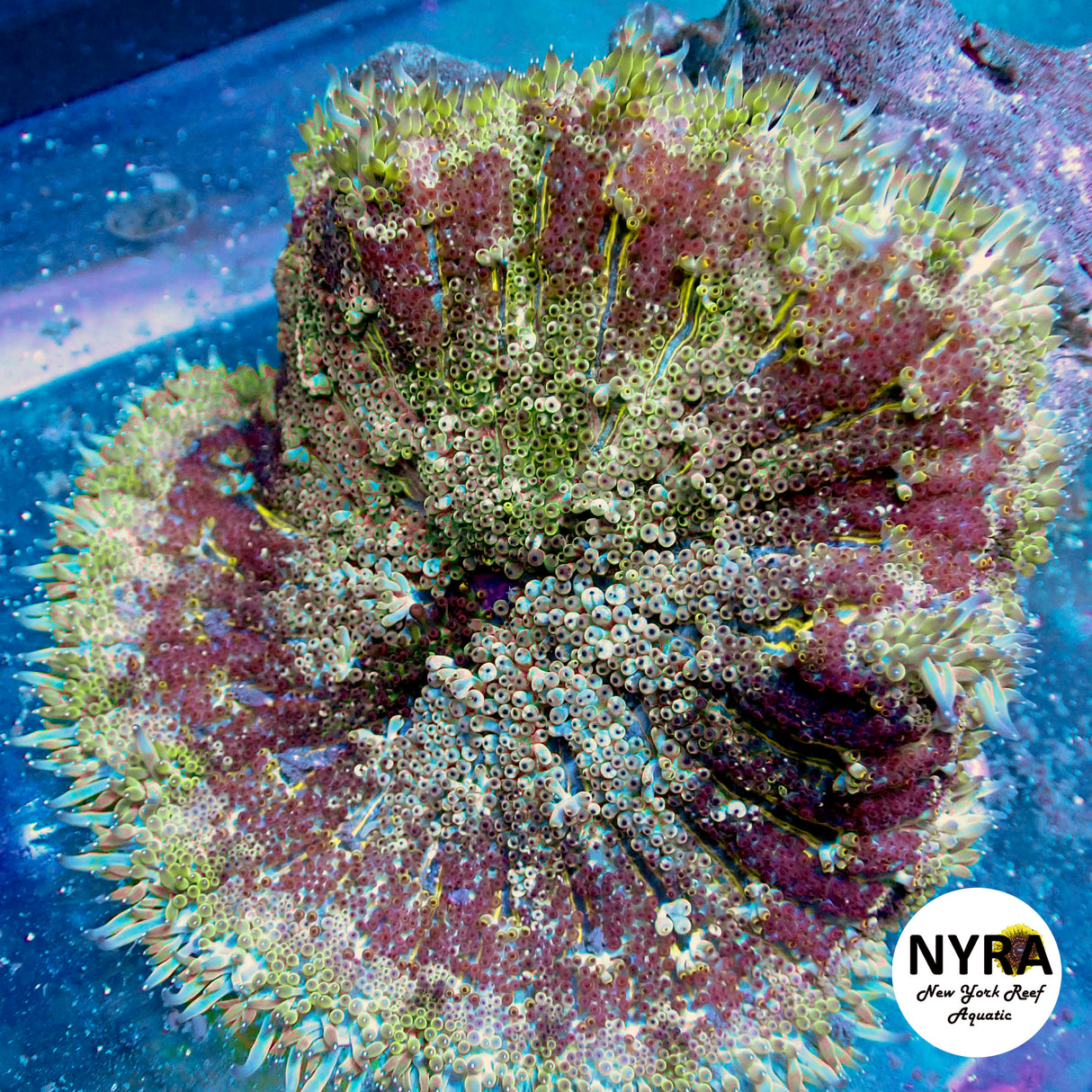 WYSIWYG Royal Maxi Carpet Anemone 4in
