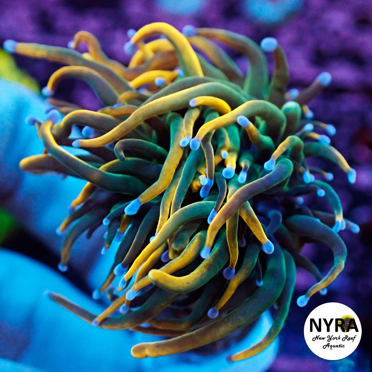 NYRA VIP HG Blue Tip Torch (Signature Black Label)