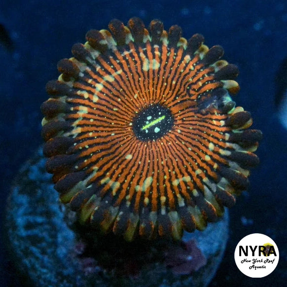 Salted Agave Zoanthid