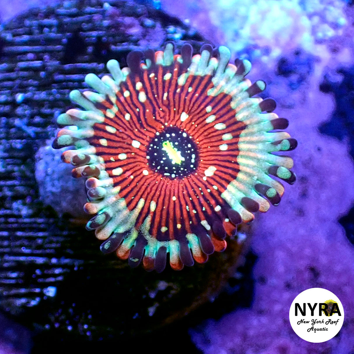 Salted Agave Zoanthid