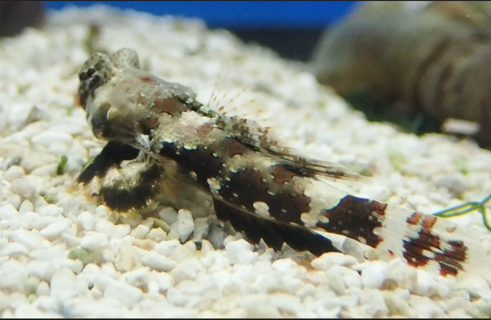 Scooter Blenny