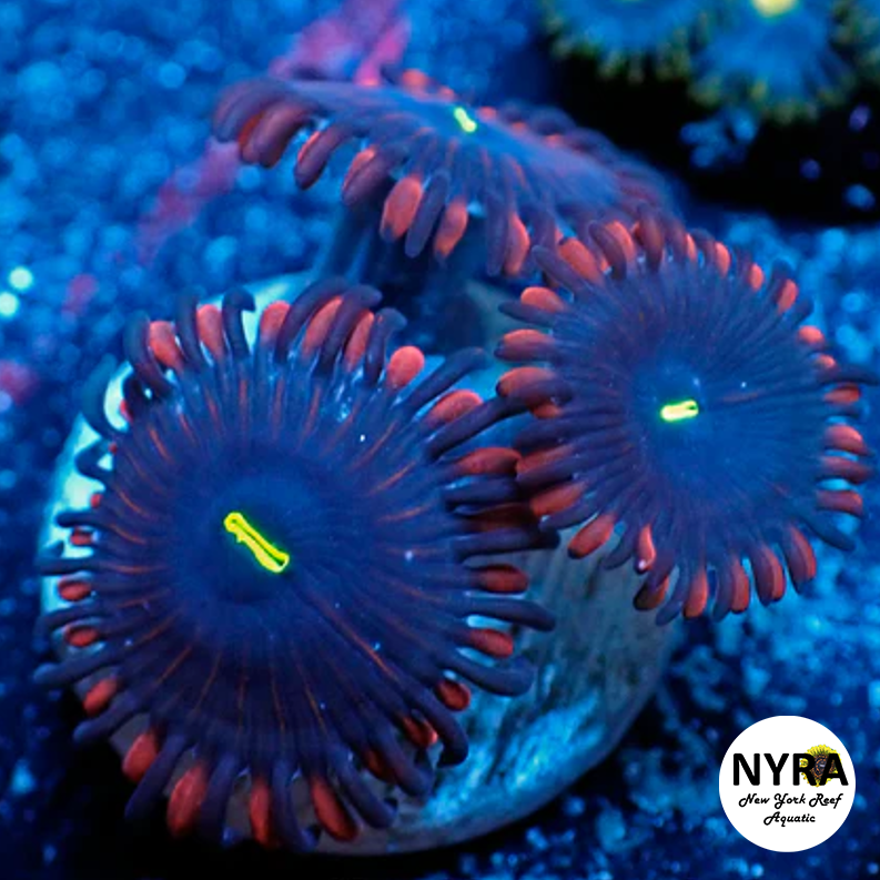 Red People Eater Zoanthid 2-3 Polyps Frag