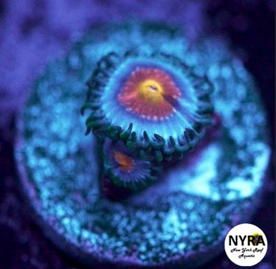 Miami Vice Zoanthid 2 polyp frag