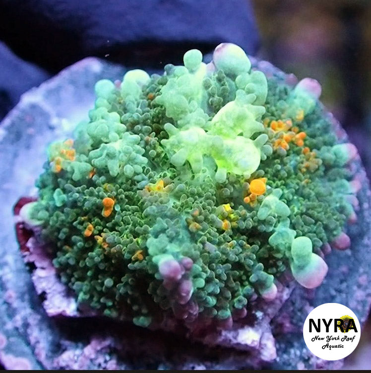 NYRA MadHatter Bounce Mushroom