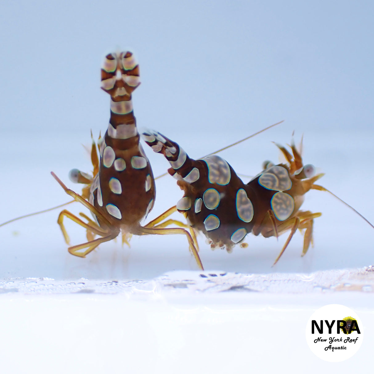 Sexy Shrimp