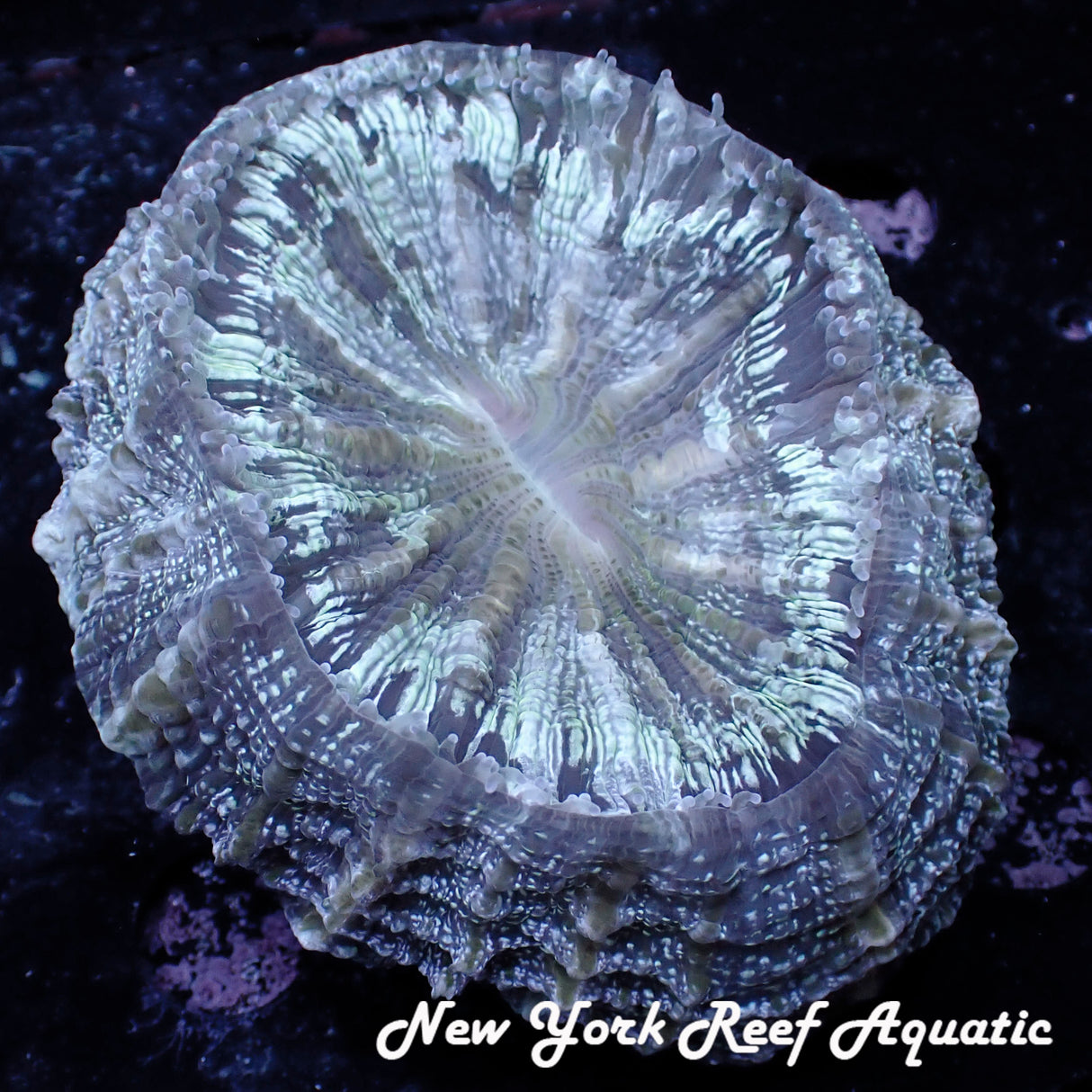 WYSIWYG Silver Blue Meat Coral