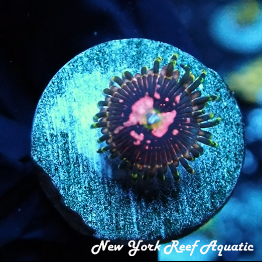 Space Chaos Zoanthids