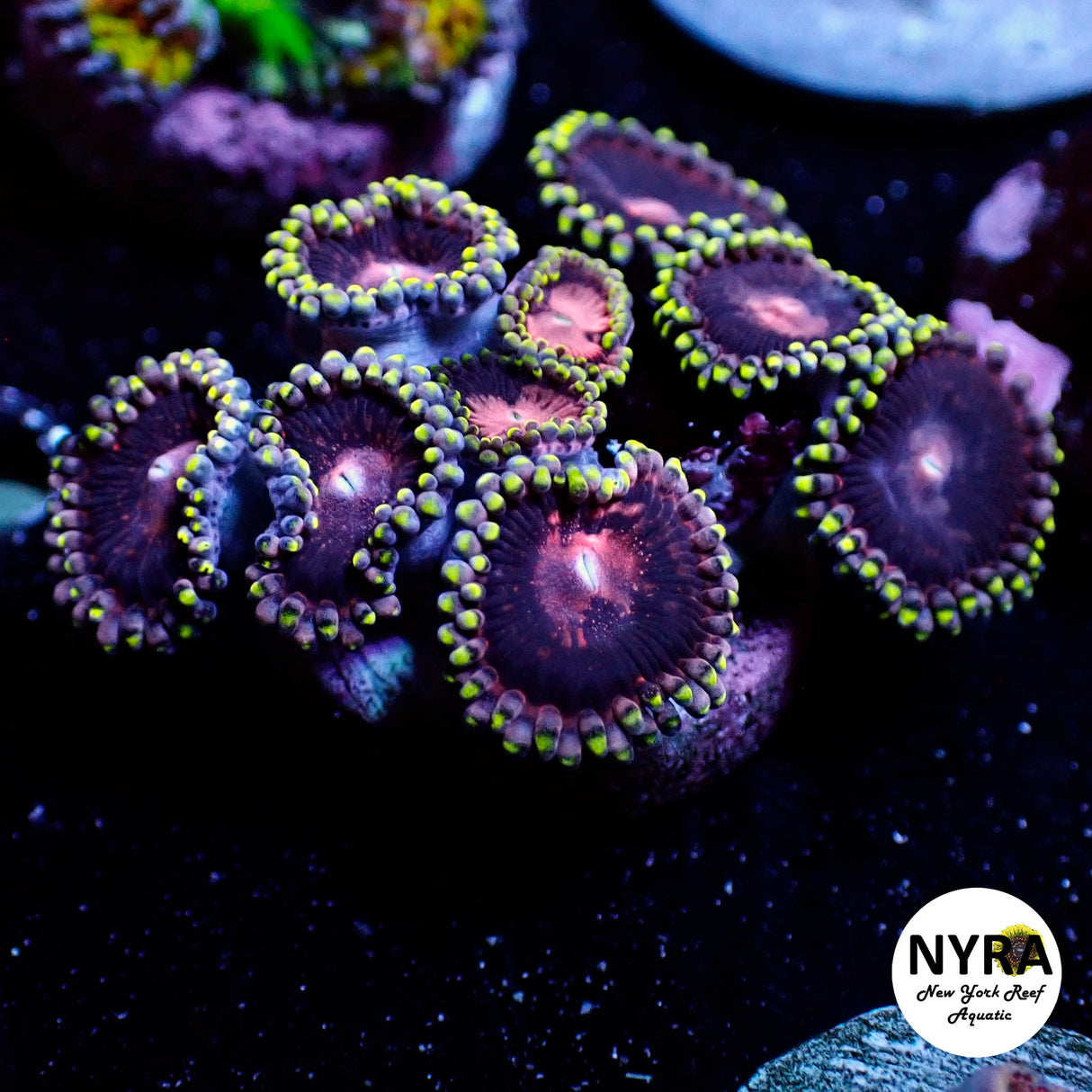 NYRA Space Haze Zoanthid