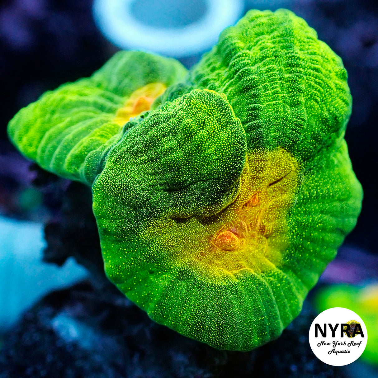 Space Invader Pectinia (Large Frag Double Eye)