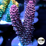 NYRA SpeedRacer Acropora (R23)